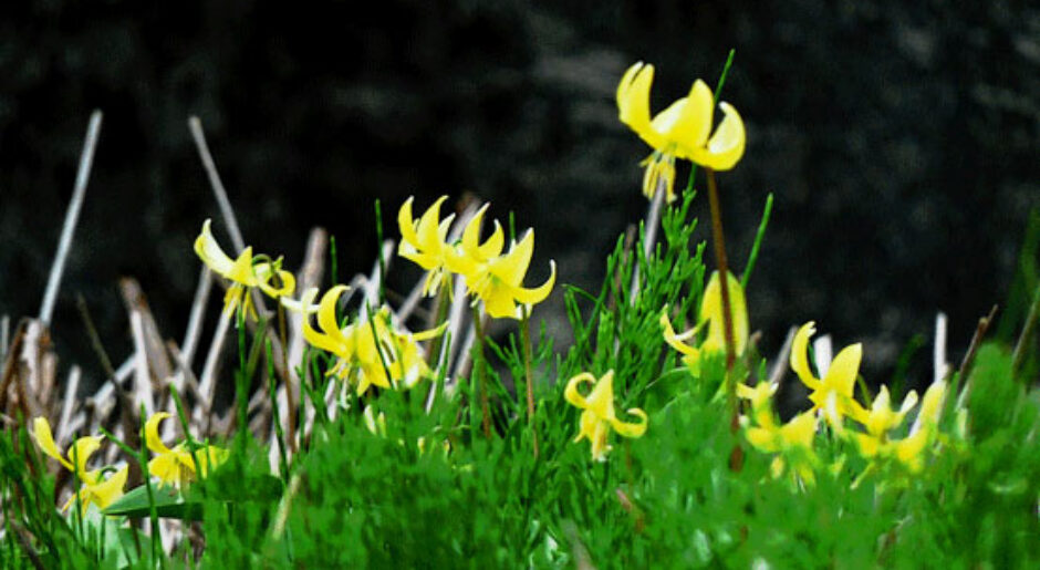 カタクリの花ー３